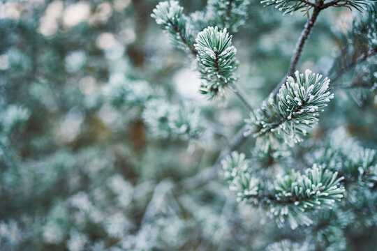 Close up of snow on green fir tree branch, Bavaria, Germany
