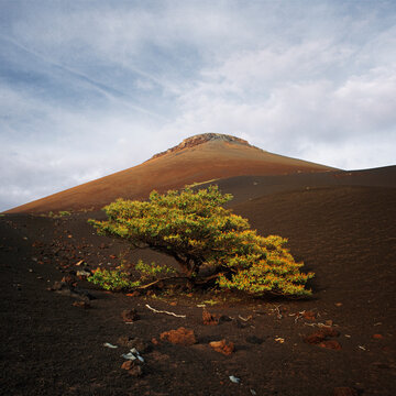 Low angle view of tree growing at base of Momotombo Volcano, Nicaragua
