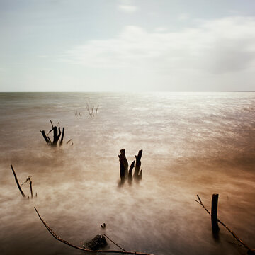 Sunlight over tree trunks rising from water surface, Nicaragua
