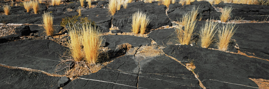 Yellow grass growing among black rocks, Tok Tokkie Trail, Namibia
