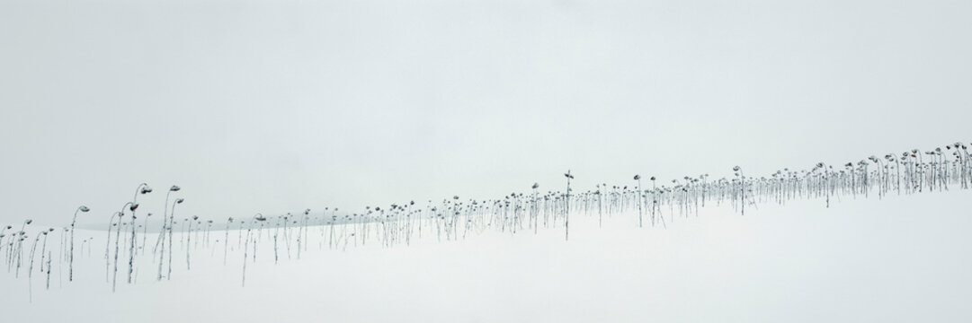 Frozen sunflowers in snowy winter landscape, Voecklabruck, Austria
