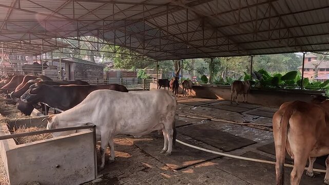 Indian cows and buffaloes are eating dry fodder in a cowshed or goshala. 