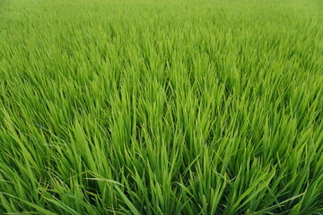 Fototapeta premium Lush Green Rice Field Extending to Horizon