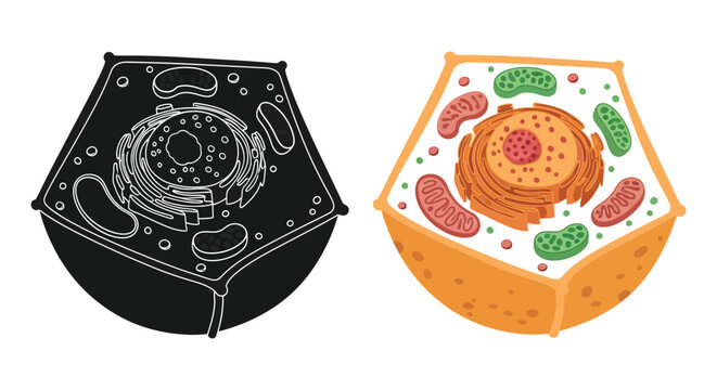 Cell structure diagrams including a striking black silhouette