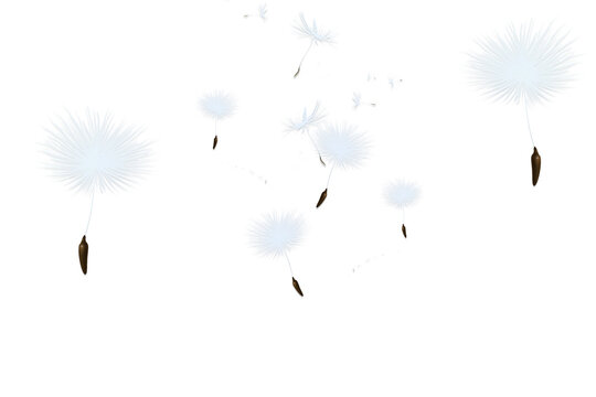 Delicate dandelion seeds floating in the air isolated on a clean background.