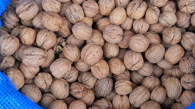 Full frame of brown walnuts piled inside blue mesh bag for sale.