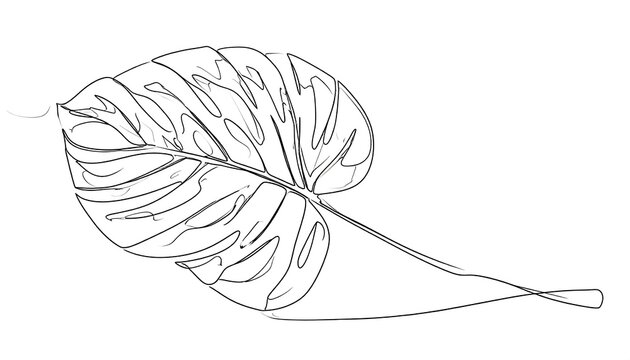 A line drawing of a tropical plant leaf with distinctive fenestrations, capturing organic shapes on a white background