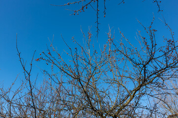 Obraz premium spring branches against a blue sky without leaves
