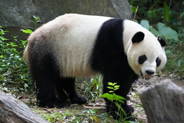 Obraz premium Giant panda bear sleeping on ice slab in Chimelong Safari Park in Guangzhou, China.