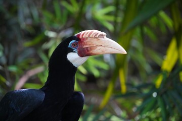 Narcondam hornbill (Rhyticeros narcondami) female bird in Chimelong Safari Park in Guangzhou, China. © Tupungato