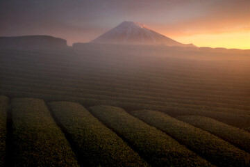 Naklejka premium Mt. Fuji and tea fields at sunrise