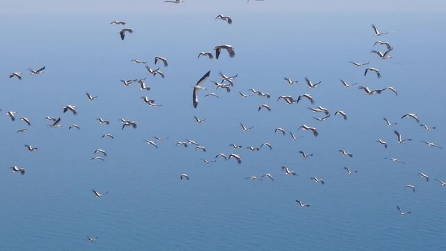 Aerial view of storks flying over coastal highway and blue sea in Hatay - 4K