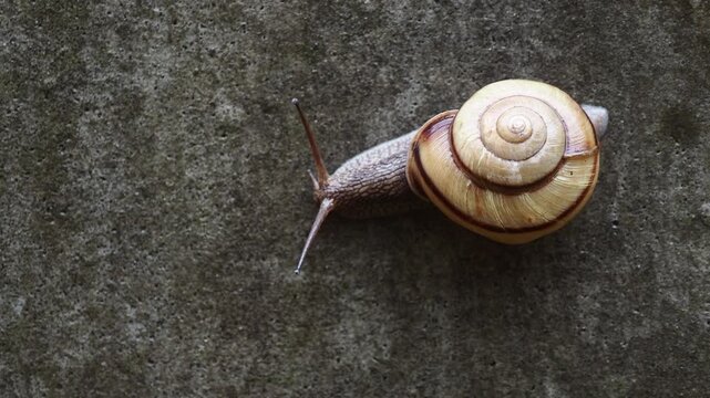 雨の日の庭の壁に動く可愛いカタツムリの様子