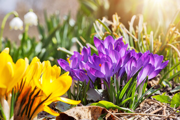 Crocus spring flowers in garden. Sunny time springtime day with sunshine light. Close-up. Shallow depth of field.