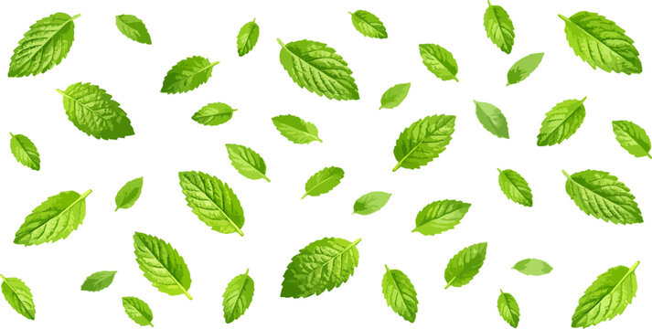 Seamless pattern of fresh mint leaves scattered across background. Green herbal botanical texture for food packaging, tea branding, natural cosmetics, wallpapers and organic design