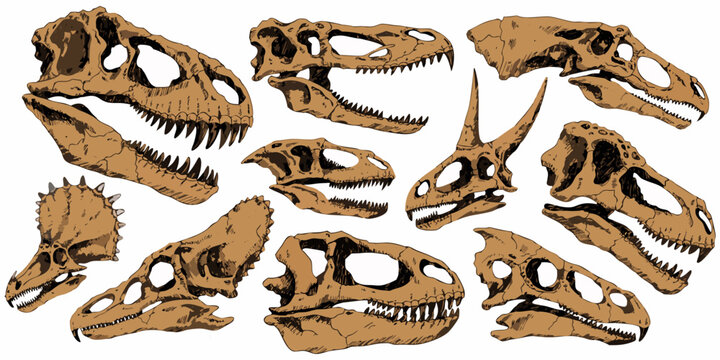 Isolated ancient Tyrannosaurus rex skull and bones featuring sharp teeth and a powerful jaw on white and grunge backgrounds depicting a prehistoric predator reptile monster.