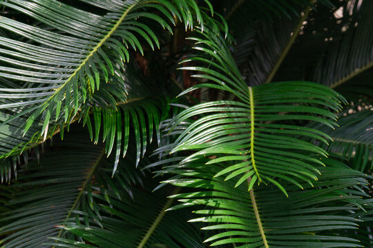 cycas revoluta leaf texture green tropical foliage sago palm plant background in bright sunny garden with exotic atmosphere concept of landscaping, botany, environment