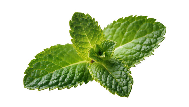 Vibrant green mint leaf cluster with textured surface displaying natural veining and subtle shadows, isolated on transparent background for culinary designs