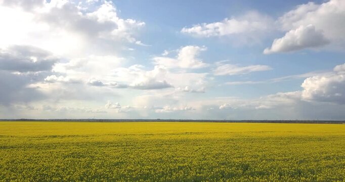 Flight over a rapeseed field with a view of large clouds, agriculture, quadcopter flight over a rapeseed field