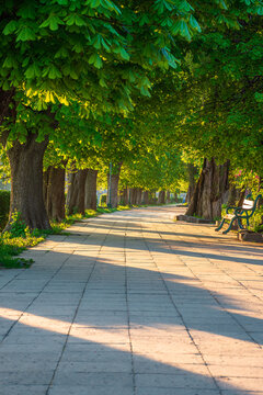 area of the old city park. lantern near wooden bench under lush chestnut trees along wide walking path in morning light. empty urban landscape in springtime. cozy place in uzhhorod, ukraine