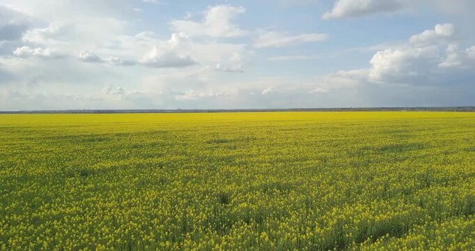 Flying over a rapeseed field with a view of large clouds, agriculture, quadcopter flight over a field of yellow rapeseed