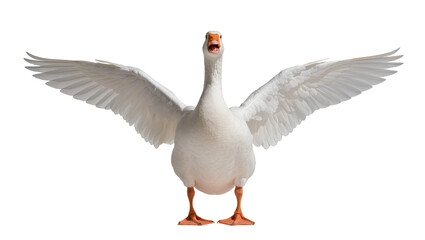 Fluffy grey goose standing with expansive wings displaying feathers and orange feet, isolated on transparent background for farm animal designs © Claudia
