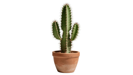 Tall columnar cactus plant with numerous sharp spines thriving in a terracotta pot, isolated on transparent background for botanical designs © Claudia