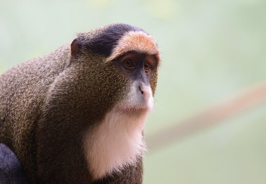 De Brazza's monkey	