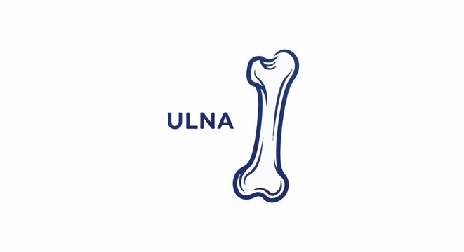A simple blue line drawing of the ulna bone, with the word "ULNA" in blue