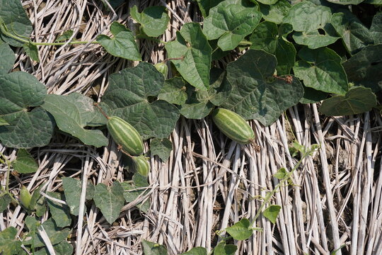 Vine Plant with Green Pointed Gourd Pods