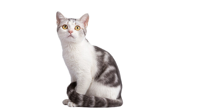Elegant silver tabby cat sitting attentively with focused amber eyes, gracefully posed isolated on transparent background for pet adoption campaigns
