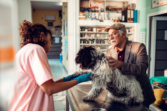 Veterinarian examining dog with owner in clinic