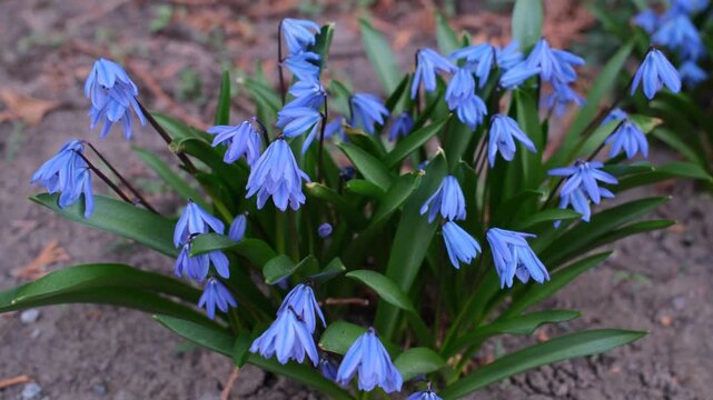 Vibrant blue Siberian squill flowers with green leaves grow in garden soil, showcasing their beautiful early spring bloom.