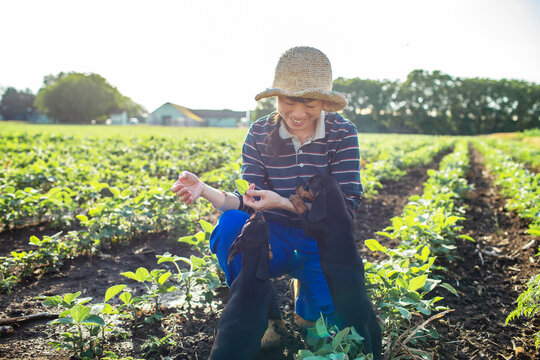 Smiling woman with dachshund puppies in vegetable farm field