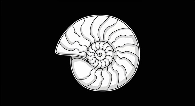 Detailed cross-section illustration of a nautilus shell with spiral chambers