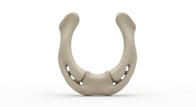 Anatomical 3D rendering of the human hyoid bone, a U-shaped bone located in the neck, isolated on a white background.