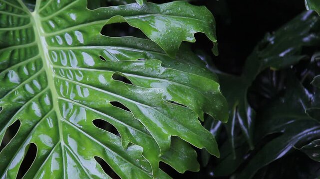 Glossy wet monstera leaf with dark tropical background. Premium botanical visual ideal for wellness, interior, or lifestyle content.