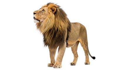 Lion stands  isolated on transparent background cut out  © 1png-stock