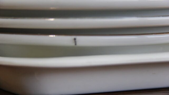 Ant moving between stacked white plates in a clean kitchen. Ideal for hygiene, pest control, and hidden contamination concepts.