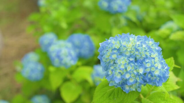 250628十日町市あじさい公園