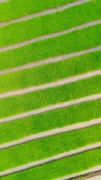4K Vertical top-down drone view of rectangular rice nursery plots in a rural field in West Java, showing early-stage cultivation. Perfect for agricultural and sustainability content.