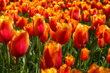 Obraz premium Colorful Spring Tulip Fields Under Bright Sunlight