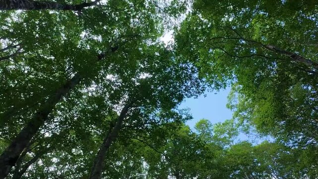 250712長野県カヤの平高原のブナ林