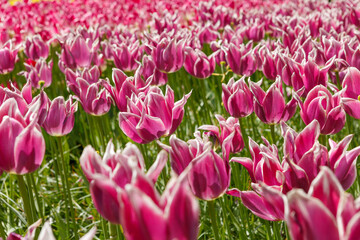 Colorful Spring Tulip Fields Under Bright Sunlight
