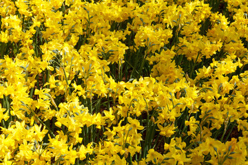 Yellow flowers Fields Under Bright Sunlight