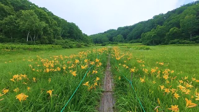 250712長野県カヤの平北ドブ湿原のニッコウキスゲ