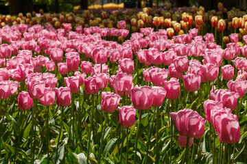 Colorful Spring Tulip Fields Under Bright Sunlight