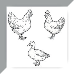 Fototapeta premium Hand drawn chicken and duck farm animals sketch set vector illustration isolated on white background