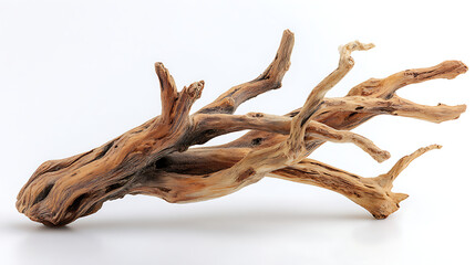Fototapeta premium tree roots isolated on white background