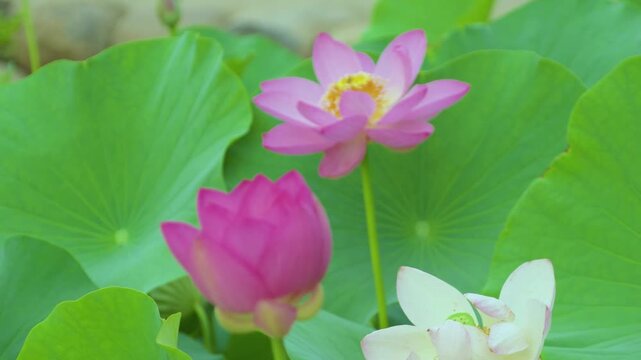 250712十日町市宝泉寺の二千年蓮
